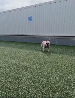 庭に佇むアビーちゃん