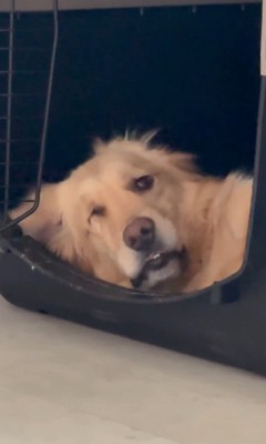 モコちゃんの寝起きの瞬間5