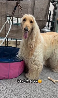 マークリンくんのシャンプー前後2