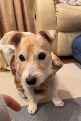 手を近づける投稿主さん