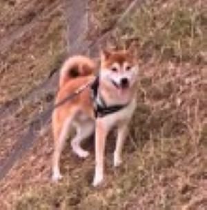 車を怖がるいそべ君3