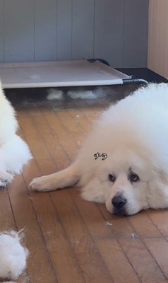 掃除中のグラくん&ダンボくん7