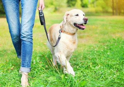 飼い主と一緒に散歩する犬