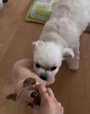 引っ張り合いっこ