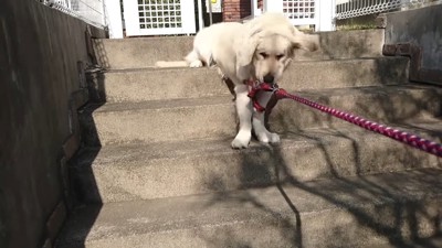 車に乗るのを拒否するギンちゃん6