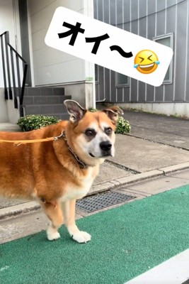 振り向く犬