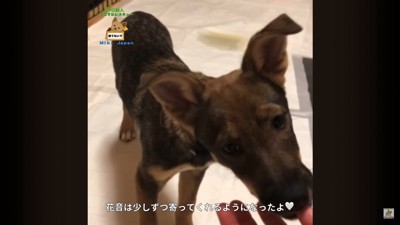 詩音くんと花音ちゃんが幸せを掴むまで5