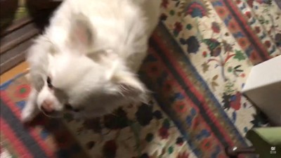 パパが先に寝ようとした時のコハクくん5