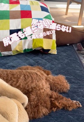 しっぽも振ってくれません！