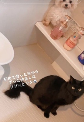 優しい黒猫ジジちゃん