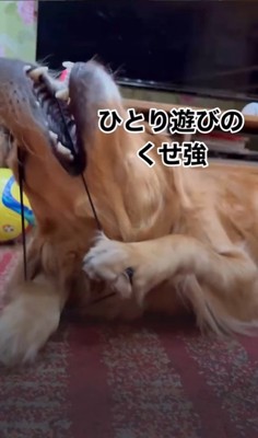 ヘアゴムで遊ぶつくしちゃん5