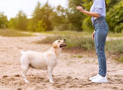 指示を受ける犬