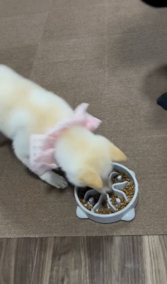 待ちに待ったご飯タイム