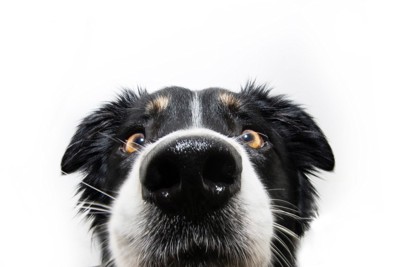 犬の鼻のアップ