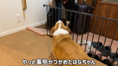 お兄ちゃんだとわかると、吠えて歓迎!