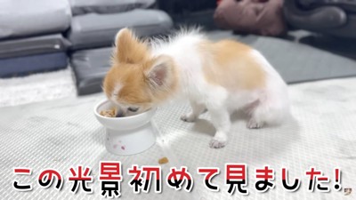 「座って食べてる…」