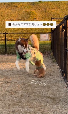 ZIGGYくんと豆柴の赤ちゃん8