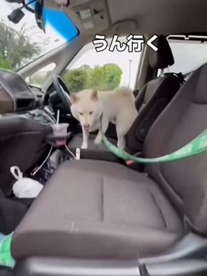 車から降りる犬