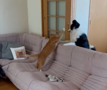 兄猫