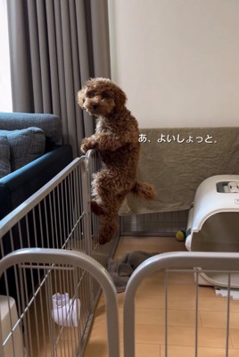 柵をよじ登る犬