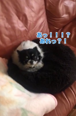 お姉ちゃんに気づいたちーちゃん