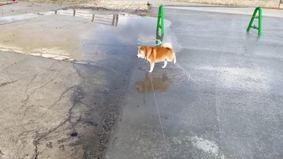 前足をブンブン!!