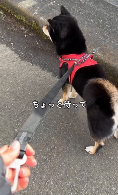 柴犬