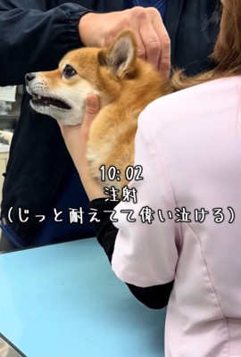 注射される犬