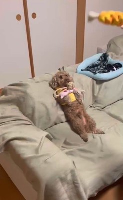 茶々丸くんとおばあちゃん