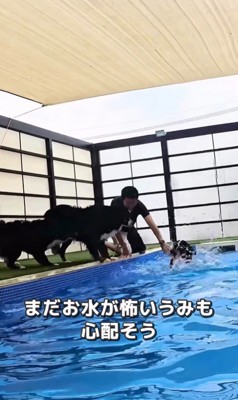 プールで泳ぐ大型犬たちの友情3