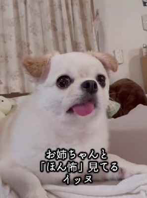 チワワのたるちゃん