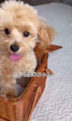 トイプードルの米ちゃん