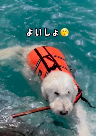 川岸に手をかけるも手が滑ってしまうゴールデンドゥードゥル