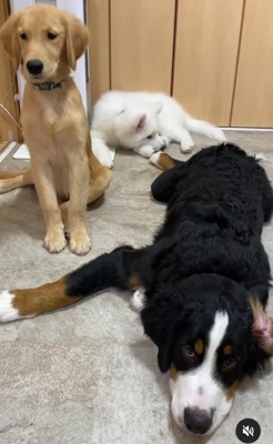 床に横になっている大型犬