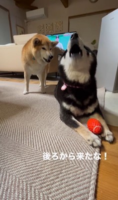 ボールを奪った陽ちゃんVS文句を言う春くん2