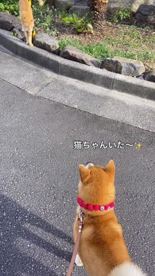 犬を見つめる猫