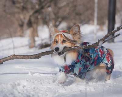 雪の中でも