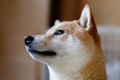見つめる柴犬、横顔アップ