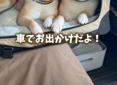 柴犬の前足