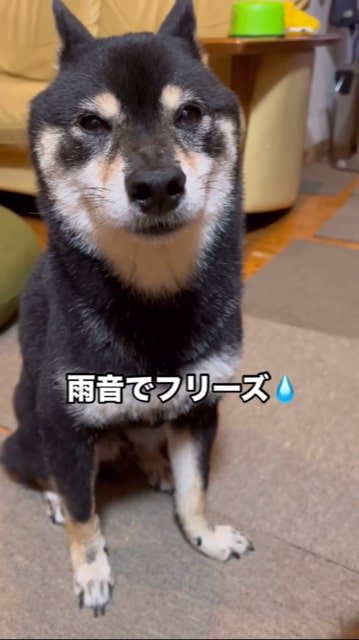 雨音でフリーズする犬