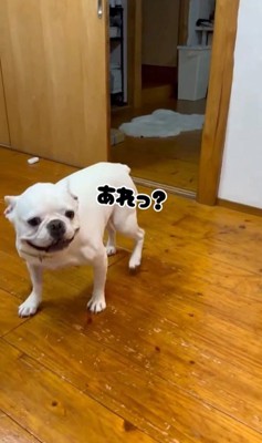 壁と同化したらコロちゃんは気づく？2