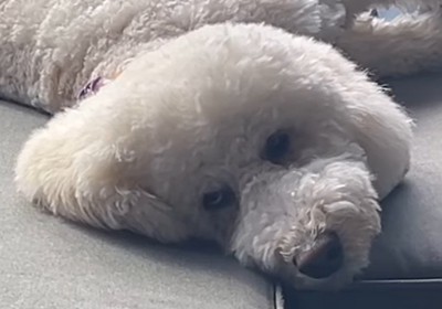 ジト目で飼い主を見つめる犬