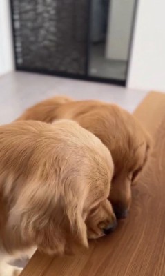 トーヴちゃんの分を先に食べて…