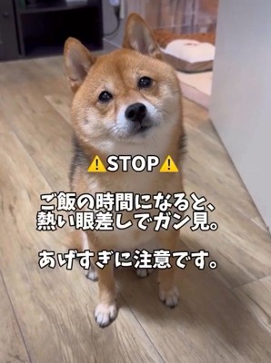 熱い眼差しでおねだり