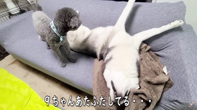 はっちゃんがひっくり返ってる！？