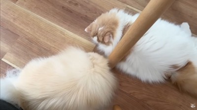 ポテチくんとレモンさんの再会9