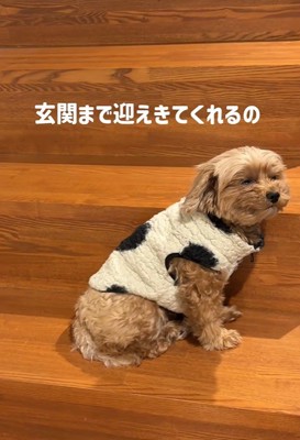 チャチャちゃんのお出迎え5