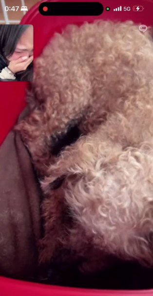 ハッピーちゃんとのテレビ通話