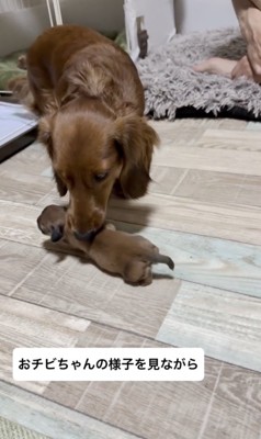 「どこを咥えよう?」