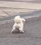 体重を前にかけながら走る犬